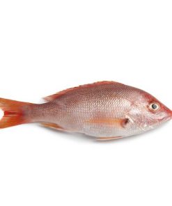Pargo (1-1,5kg pieza) Precio por kilo
