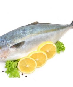 Pez limón (1,5kg a 2kg)